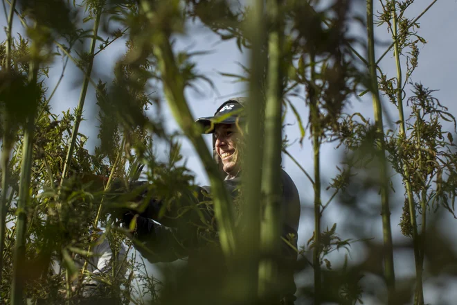 Konoplja trenutno velja za eno najbolj dobičkonosnih rastlin. FOTO:  Voranc Vogel/Delo