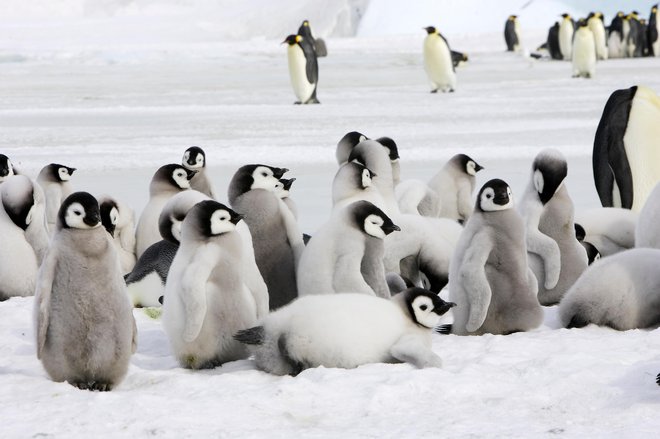 Otroški vrtec cesarskih pingvinov.  FOTO: Shutterstock