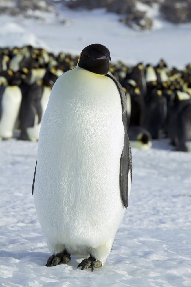 Cesarski pingvini so največja vrsta pingvinov. FOTO: Stringer/Reuters