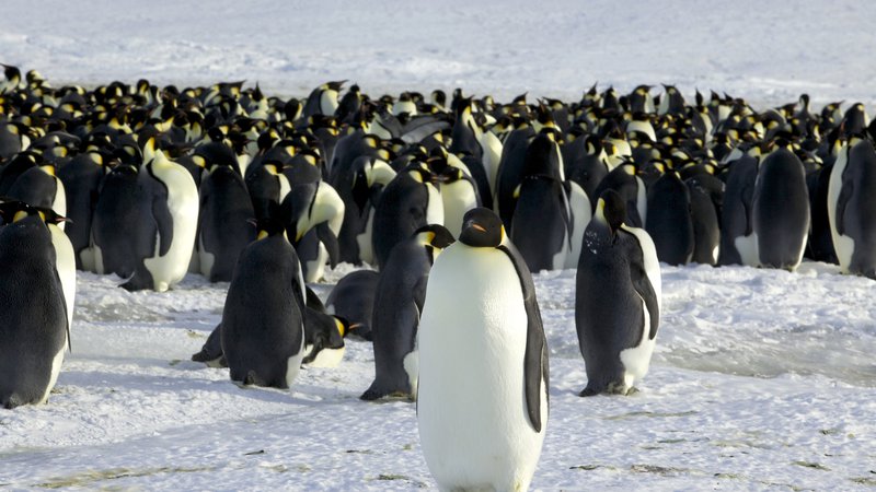 Fotografija: Cesarski pingvini mladiče vzgajajo v velikih kolonijah, ki jih ogrožajo podnebne spremembe. FOTO: Stringer/Reuters