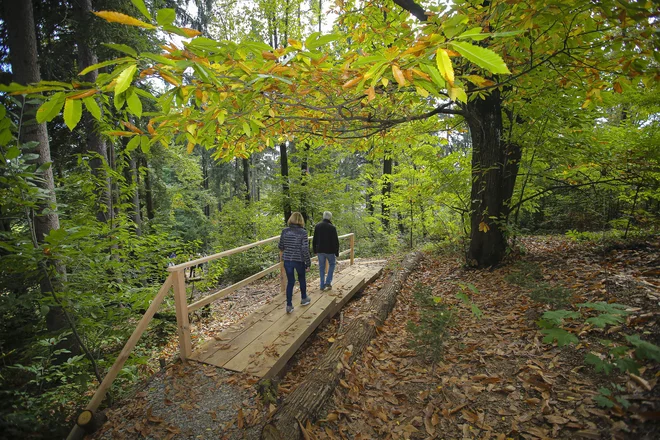 Mostiček prek dela ohranjenega degradiranega koreninskega območja. FOTO: Jože Suhadolnik