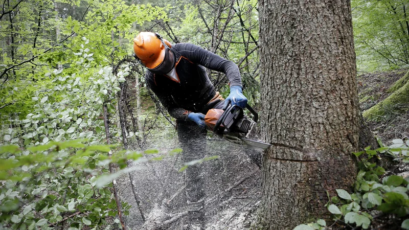 Fotografija: Posek je potreben iz sanitarnih razlogov. FOTO: Blaž Samec/Delo