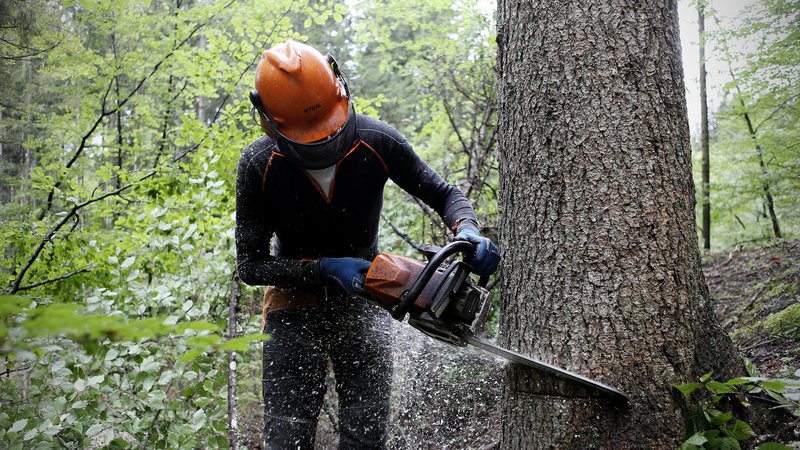Fotografija: Kakovost gozdarskih del zadnja leta bistveno upada, kar po mnenju strokovnjakov vpliva na zdravstveno stanje gozdov. Foto Blaž Samec