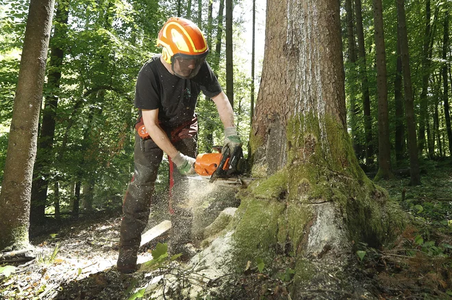 sečnja dreves blizu Turjaka, 23. maj 2019 [sečnja dreves,drevesa,gozd,gozdarji,lobadar,žledolom] Foto Leon Vidic/delo