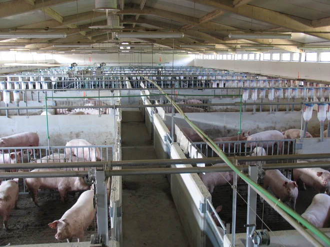 Podjetje Farme Ihan velja z glavnima farmama v Kočevju in Krškem za največjo rejko v državi, saj ima na leto skupaj okoli 90.000 prašičev. Foto arhiv podjetja