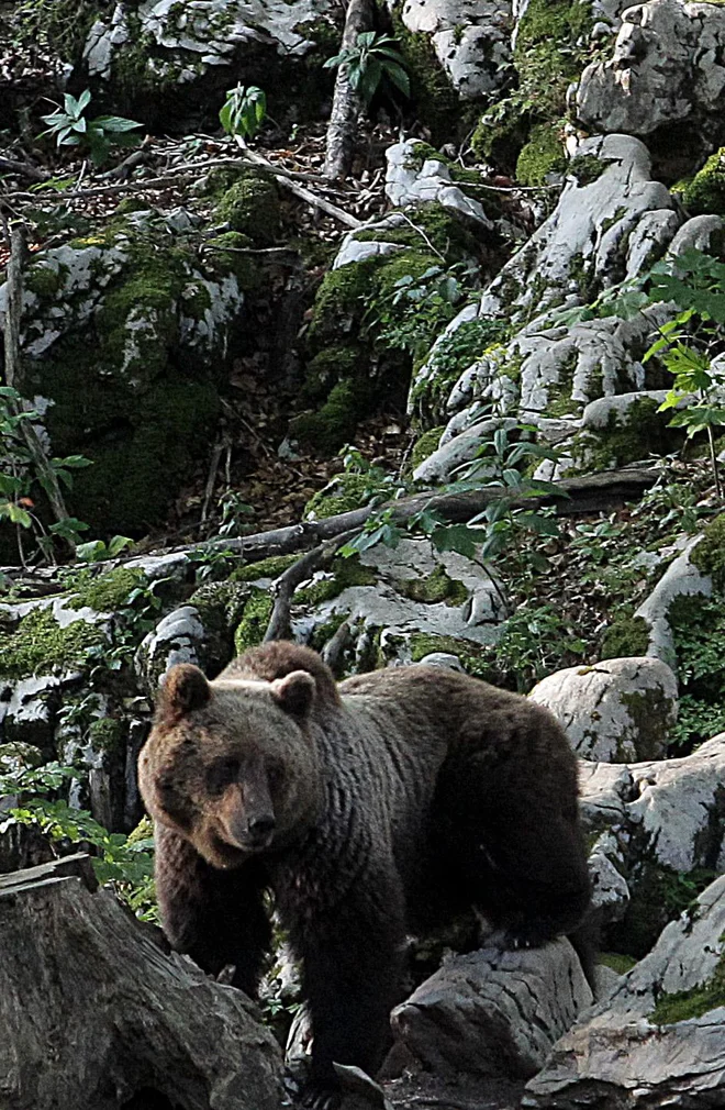 FOTO: Ljubo Vukelič/delo