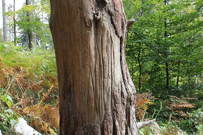 Nihče če ne ve, zakaj so si medvedi izbrali bor v Rogu, ob katerem se čohajo, obenem pa je tudi pripomoček za brušenje krmpljev. FOTO: Simona Fajfar