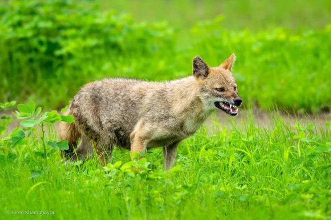 Zlati ali navadni šakali (<em>Canis aureus</em>) spada v družino psov FOTO: Hiren Khambhayta