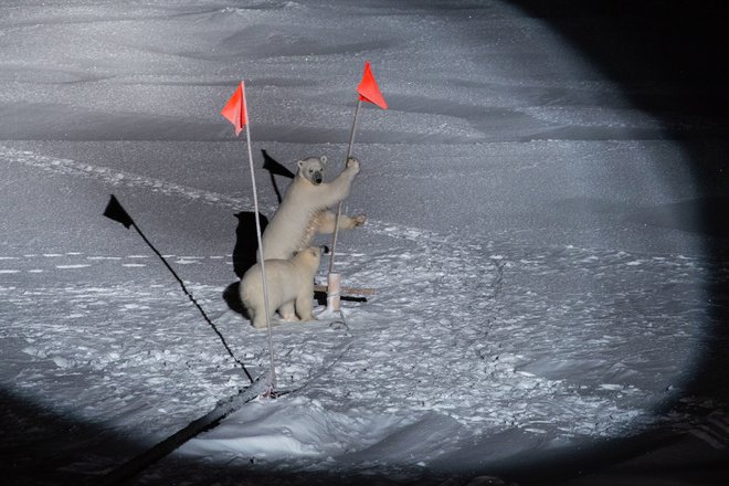 Polarna medveda sta obiskala ekipo odprave Mosaic. FOTO: Esther Horvath/Esa/Alfred Wegener Institut