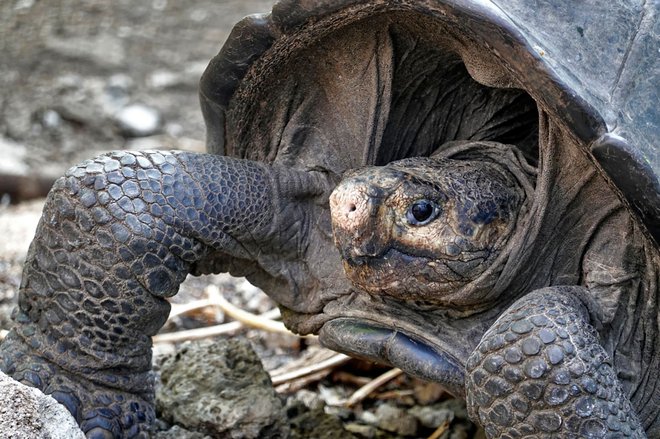 Galapagoške želve velikanke so veljale za izumrle, a so jih znova opazili na otokih.FOTO: Rodrigo Buendia /Afp