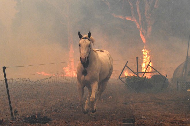Požari so zahtevali ogromno žrtev tudi med živalmi. FOTO: Saeed Khan/Afp