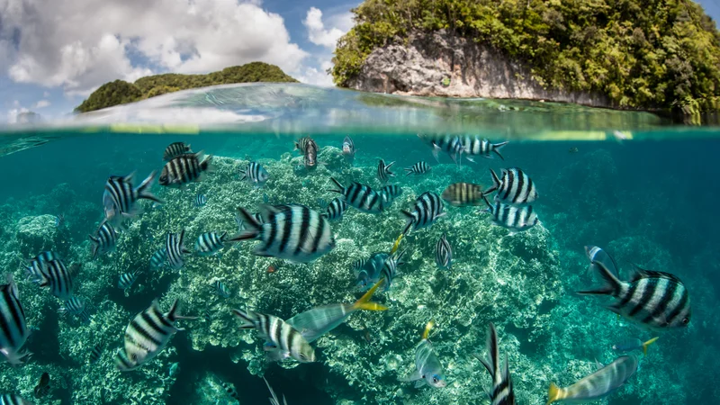 Na idiličnem otočju Palau bodo prepovedali kreme za sončenje. FOTO: Shutterstock