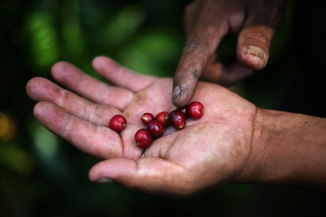 Odkupne cene kave, kakava, banan in podobnih surovin ves čas padajo, glavni vzrok so borzne špekulacije. FOTO: Edgard Garrido/Reuters 