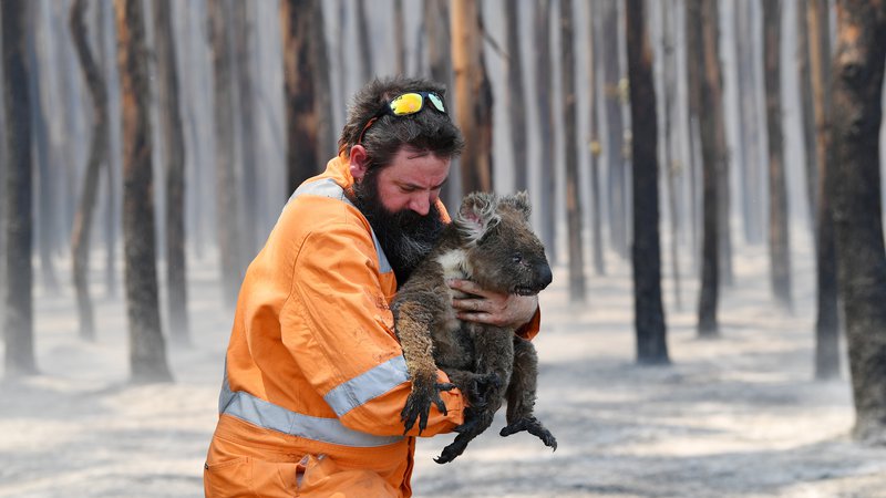 Fotografija: Okoljevarstvenik iz Adelaide Simon Adamczyk iz pogorelega gozda v bližini Cape Borda na otoku Kangaroo rešuje preživelo koalo. FOTO: Stringer/ Reuters