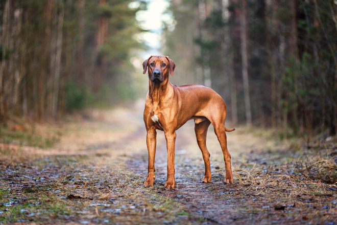 Omislite si psa in doživeli boste svojo zgodbo. FOTO: Shutterstock