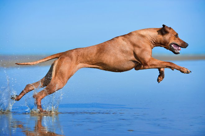 Šolanje konja ali psa ima številne prednosti pred drugimi načini krepitve psihofizične kondicije oziroma ohranjanja zdravja. FOTO: Shutterstock