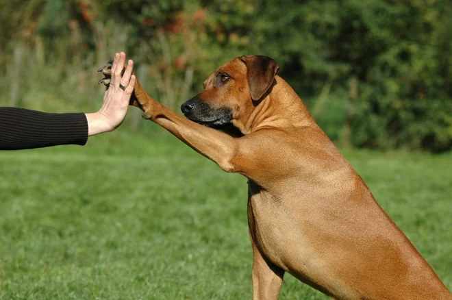 Če ne čas, ki nam je dan in odmerjen. To je ves naš čas ali čas za  življenje, zdravje,  veselje, prijatelje … in psa! FOTO: Shutterstock