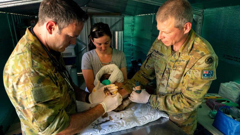 Fotografija: Vojaški veterinarji na otoku Kangaroo v zvezni državi Južna Avstralija pomagajo pri oskrbi poškodovanih živali v tamkajšnjem parku za divje živali.  FOTO: Tristan Kennedy/AFP