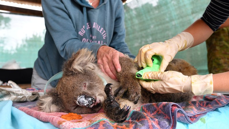 Fotografija: Veterinarji in prostovoljci skrbijo za rešene koale na Kengurujskem otoku. FOTO: AAP Image/David Mariuz/Reuters