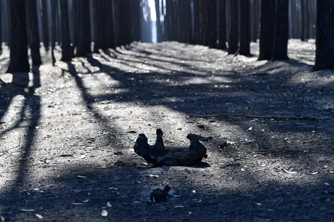 Truplo koale. FOTO: AAP Image/David Mariuz/Reuters