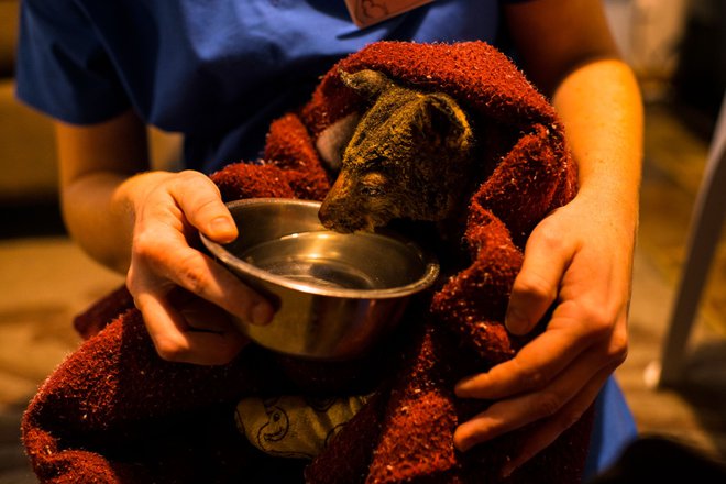 Oposum Ambo. Ime je dobil po reševalcu, ki ga je rešil. FOTO: Andrew Quilty/GREENPEACE AUSTRALIA PACIFIC/AFP