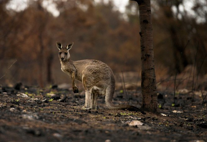 Poškodovani kenguru v Cobargu. FOTO: Tracey Nearmy/Reuters