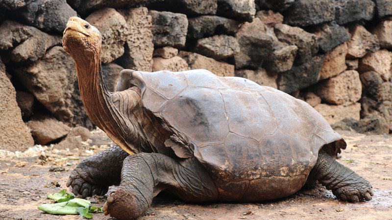 Fotografija: Orjaške želve so dolgo veljale za ogroženo živalsko vrsto, do otoka, kjer prebivajo, je namreč dostop lahek. FOTO: Galapagos National Park