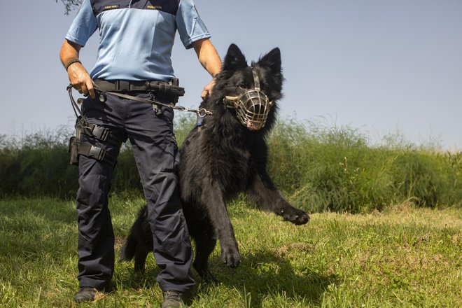 Policija ni potrdila, da so bili na delu tudi službeni psi. Fotografija je simbolična. FOTO: Voranc Vogel/Delo