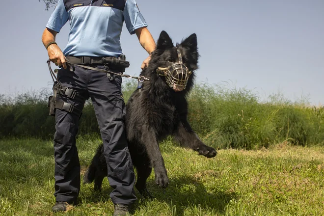 Policija ni potrdila, da so bili na delu tudi službeni psi. Fotografija je simbolična. FOTO: Voranc Vogel/Delo