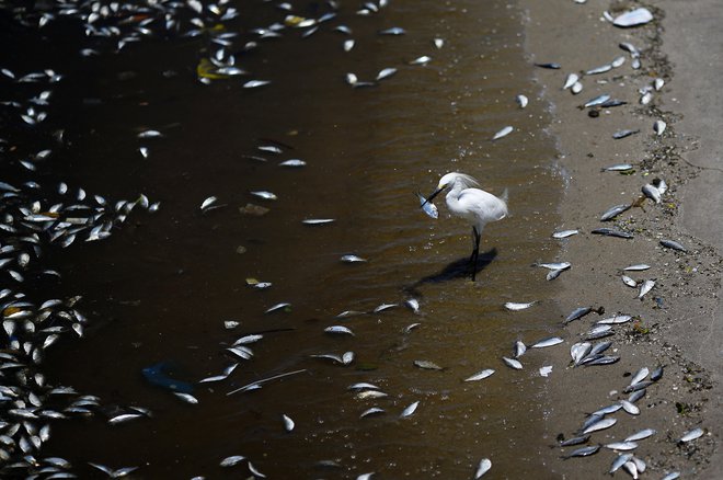 Najhitreje se segrevajo zgornje plasti oceanov, kjer je največ življenja. FOTO: Reuters