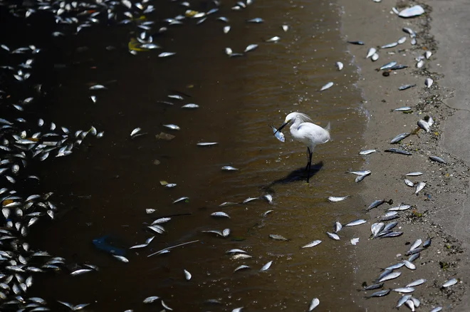 Najhitreje se segrevajo zgornje plasti oceanov, kjer je največ življenja. FOTO: Reuters