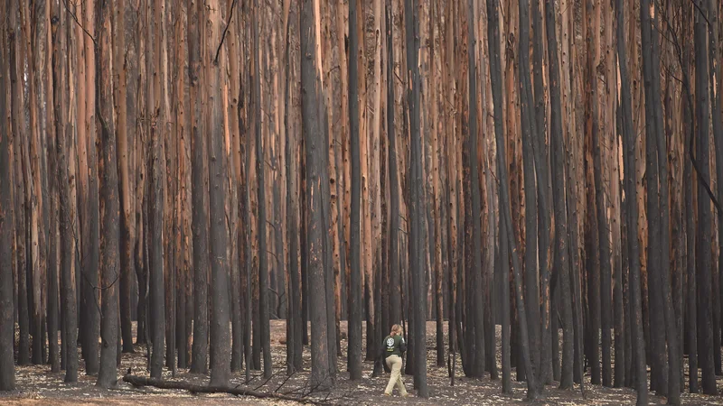 Fotografija: Požgani gozd na Kengurujskem otoku. FOTO: Peter Parks/AFP