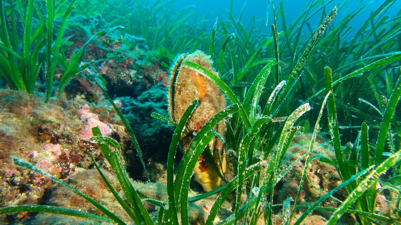Fotografija: Veliki leščur je največja školjka v Jadranskem morju. Foto Shutterstock