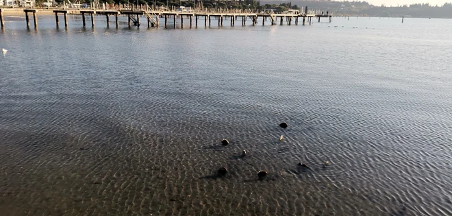 Leščurji ob oseki na osrednji plaži v Portorožu. Foto Boris Šuligoj