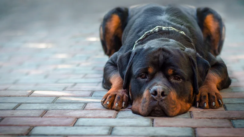 Fotografija: Rotvajlerje marsikdo uvršča med nevarne pasme, čeprav je največ odvisno od vzgoje živali. FOTO: Shutterstock