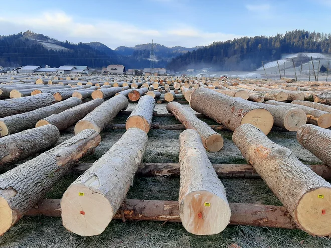 Les so na prizorišče dovažali zgodaj zjutraj, da težki tovornjaki ne bi poškodovali tal. FOTO: Mateja Kotnik