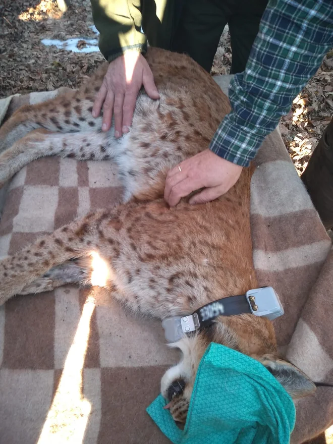 Prvi ris, ulovljen letos v Romuniji, bo preseljen na Hrvaško. FOTO: Life Lynx