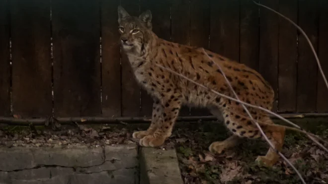 Drugega risa, ki so ga letos ulovili v Romuniji, bodo preselili v Slovenijo na območje Snežnika. FOTO: Life Lynx