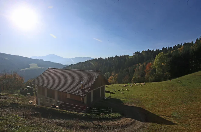 V Zvezi društev ekoloških kmetov predlagajo uvedbo pospeševalne službe za ekološko kmetijstvo, ki bo kmete bolj spodbujala k preusmeritvi iz konvencionalne pridelave. FOTO: Tadej Regent