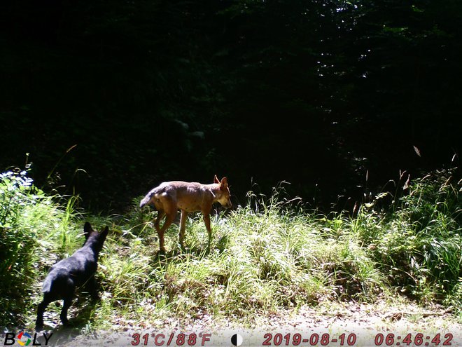 Lani poleti je bil zabeležen prvi primer parjenja volkulje z domačim psom v Sloveniji. Za pet mladičev je bil odrejen odstrel, odstreljeni so bili štirje. FOTO: Arhiv Zavoda za gozdove Slovenije