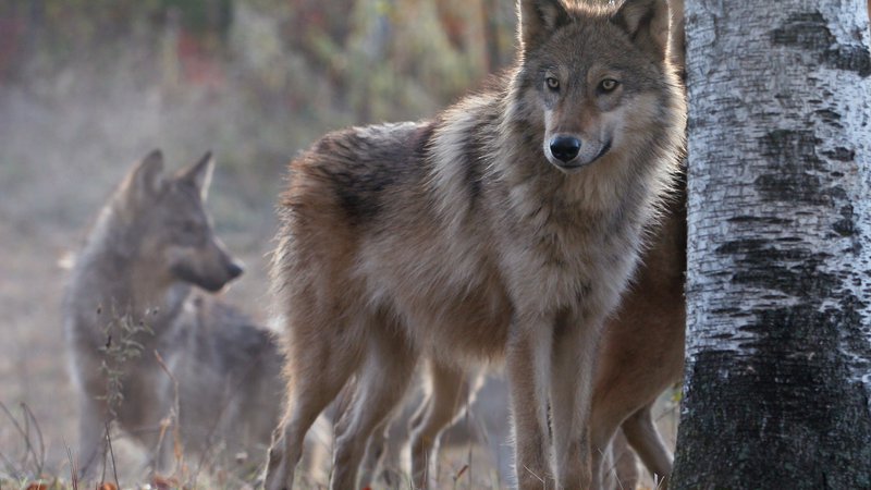 Fotografija: V Sloveniji živi 14 volčjih tropov, v katerih je 95 volkov. Med njimi pa se vse pogosteje pojavljajo križanci med volkom in domačim psom. FOTO: Shutterstock