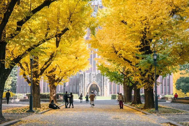 4500 evrov stane letnik študija japonologije na državni tokijski univerzi. FOTO: Shutterstock