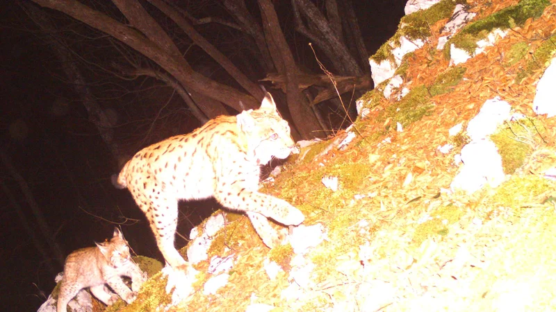 Risinja Teja in njena edinka Mala. FOTO: Life Lynx