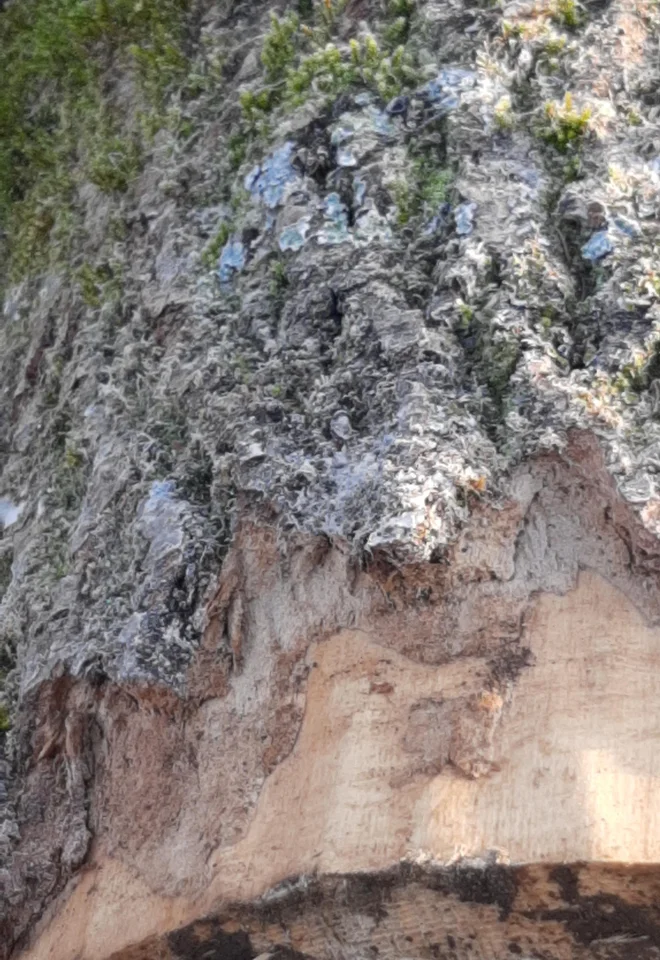 Valovita vlakna dajo lesu poseben videz, lastniku takšnega hloda pa izjemen zaslužek. FOTO: Mateja Kotnik