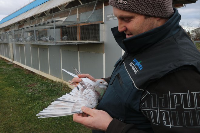 Miha Sovič z enim od svojih ljubljencev. Vsakega od tristo golobov pozna že po videzu. FOTO: Jože Pojbič