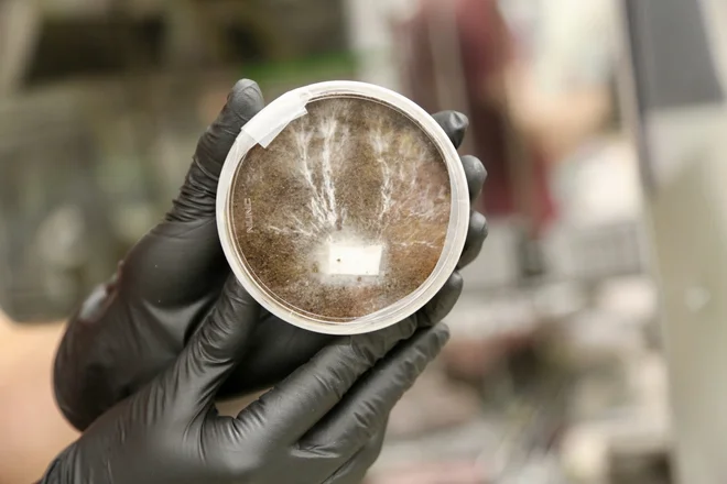 Glive na simulaciji marsovskega regolita v laboratorijih univerze Stanford