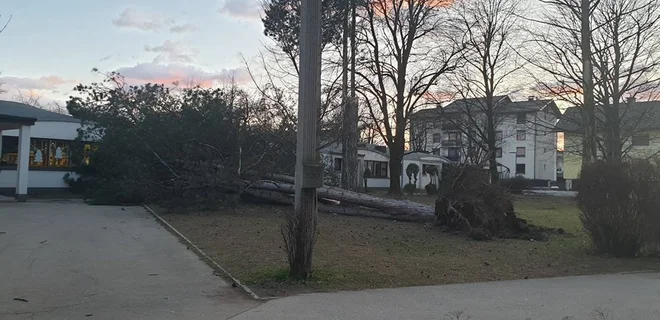 Na OŠ Stražišče pri Kranju se je danes podrlo drevo. FOTO: Mateja Udovč