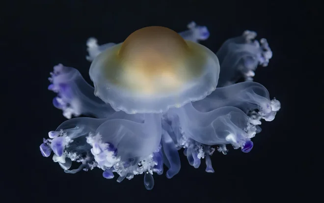 Cotylorhiza tuberculata. FOTO: Tane-mahuta/Getty Images