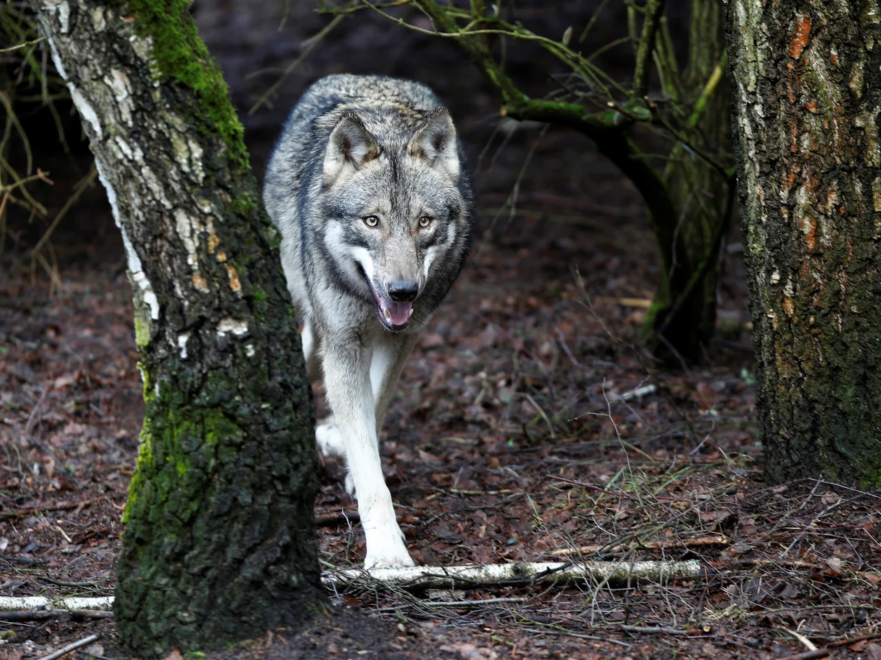Fotografija: Volka na Rakah še niso videli. Morda gre le za naključnega osamelca. FOTO: Axel Schmidt/Reuters