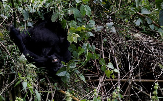 Trinajst preživelih članov tropa Hirwa so našli in se že normalno prehranjujejo. FOTO: Thomas Mukoya/Reuters